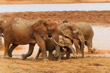 fil Kenya Milli Parkı