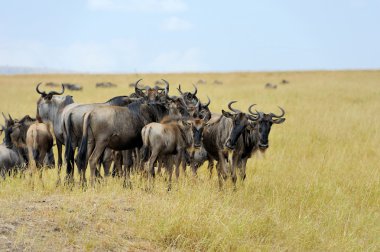 Antilop Kenya Milli Parkı