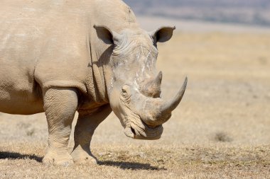 Afrikalı beyaz rhino