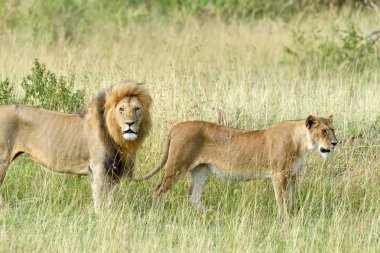 Kenya Ulusal Parkı yakın aslan