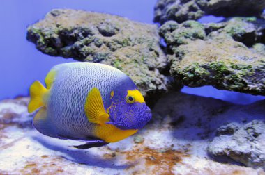 Balıklı sualtı sahnesi