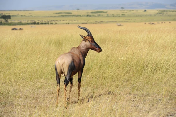 Antilope di topi (Damaliscus lunatus) — Foto Stock