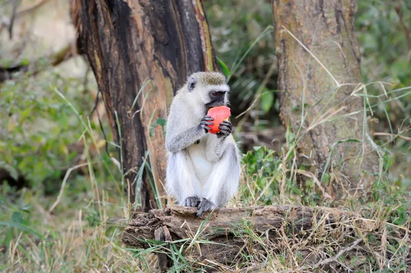 Scimmia con mela — Foto Stock