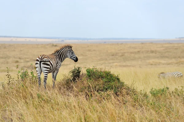 Zebra na loukách v Africe — Stock fotografie