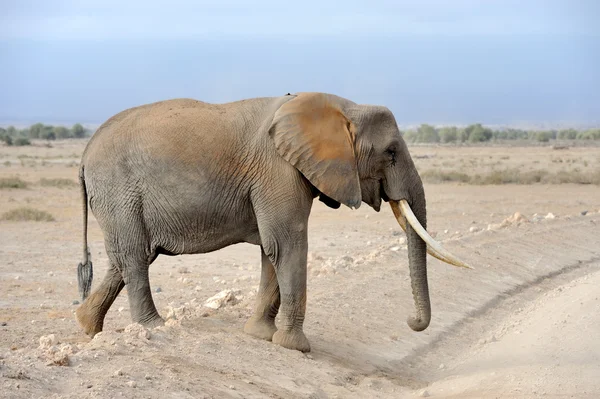 L'éléphant dans le parc national du Kenya — Photo