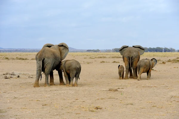 Elephant in National park of Kenya — Stock Photo, Image