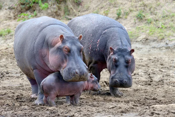 Hipopotam (Hippopotamus amphibius) — Zdjęcie stockowe