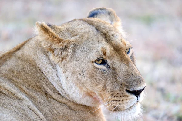 Fechar leão no parque nacional do Quênia — Fotografia de Stock