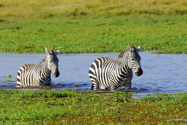 Zebra sulle praterie in Africa — Foto Stock