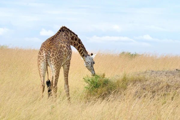 Giraffe in National park of Kenya — Stock Photo, Image