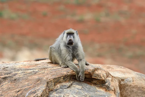 Macaco babuíno no parque nacional do Quênia — Fotografia de Stock