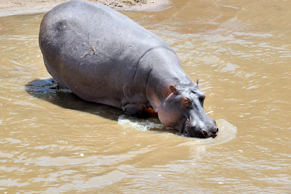 Hipopotama w wodzie — Zdjęcie stockowe