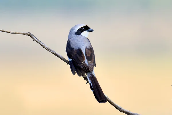 Pájaro fiscal en una rama — Foto de Stock