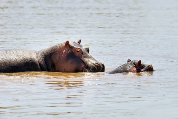 Hippopotame dans l'eau — Photo