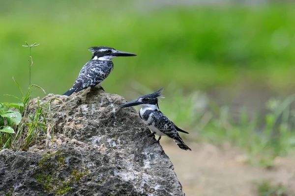 Pied Kingfisher em pedra — Fotografia de Stock