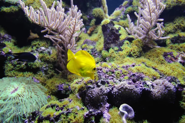 水中で魚と — ストック写真