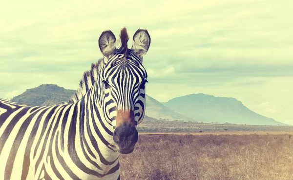 Afrikanisches Zebra. Jahrgangseffekt — Stockfoto