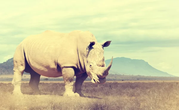 Wild african rhino. Vintage effect — Stock Photo, Image