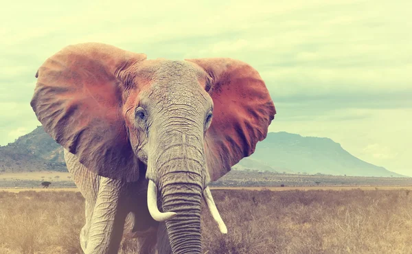 Wild Afrikaanse olifant. Vintage effect — Stockfoto