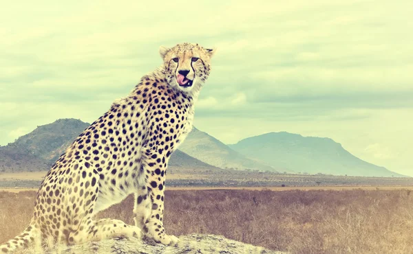 Wild Afrikaanse cheetah. Vintage effect — Stockfoto