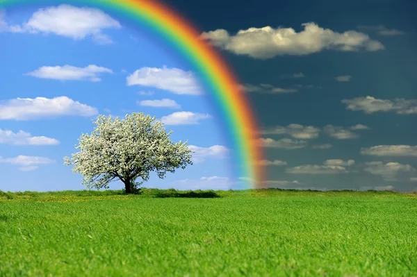 Green field with tree and rainbow — Stock Photo, Image