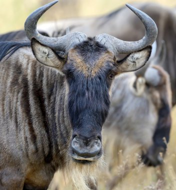 Manda, Kenya Milli Parkı portresi
