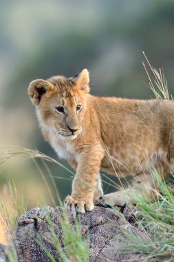 Aslan yavrusu, Kenya Milli Parkı