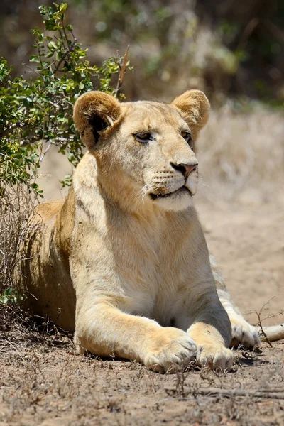 케냐의 국립 공원, 아프리카 사자 — 스톡 사진