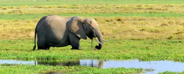 Elephant in National park of Kenya — Stock Photo, Image