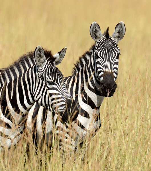 Zebra on grassland in Africa, National park of Kenya