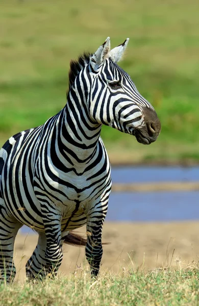 Zebra w Parku Narodowego Kenii — Zdjęcie stockowe