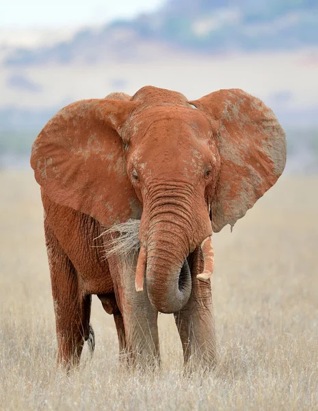 Red elephant in National park of Kenya — Stock Photo, Image