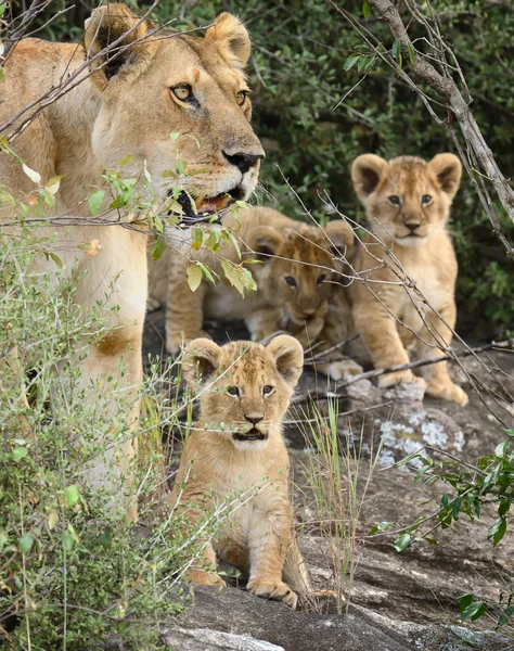 Kenya Ulusal Parkı, Afrika'da aslan — Stok fotoğraf