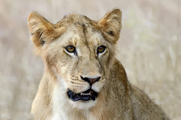 Cerca del león en el Parque Nacional de Kenia —  Fotos de Stock