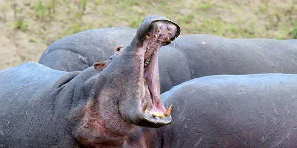 Hroší rodinka (Hippopotamus amphibius) — Stock fotografie