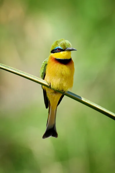 Bee-eater on flower — Stock Photo, Image