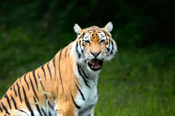 Amur-Tiger auf ein geass — Stockfoto