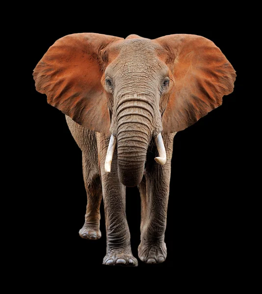 Big elephant on black background — Stock Photo, Image