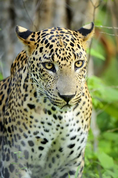 Leopard i naturen — Stockfoto