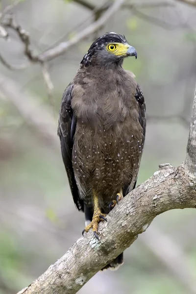 Aquila Serpente Crestata — Foto Stock