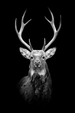 Deer on dark background clipart