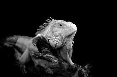 iguana koyu arka plan üzerinde