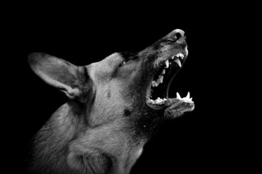 Koyu arka plan üzerinde kızgın köpek
