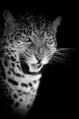 Koyu arka plan üzerinde leopar