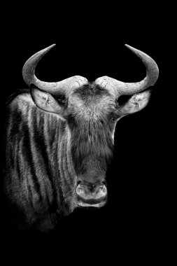 Koyu arka plan üzerinde wildebeest
