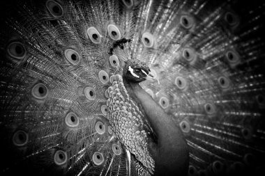 Koyu arka plan üzerinde peacock