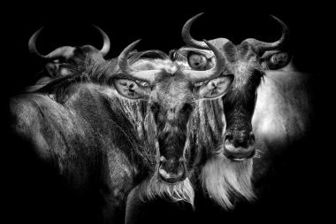 Koyu arka plan üzerinde wildebeest