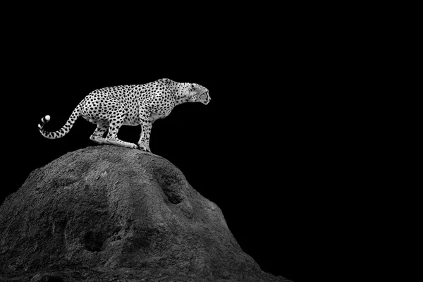 Cheetah em fundo escuro — Fotografia de Stock