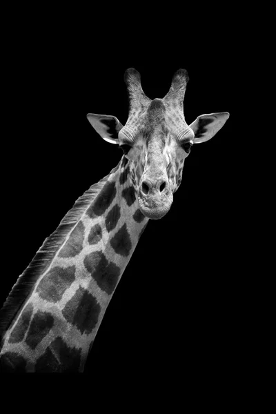 Giraffa su sfondo scuro — Foto Stock