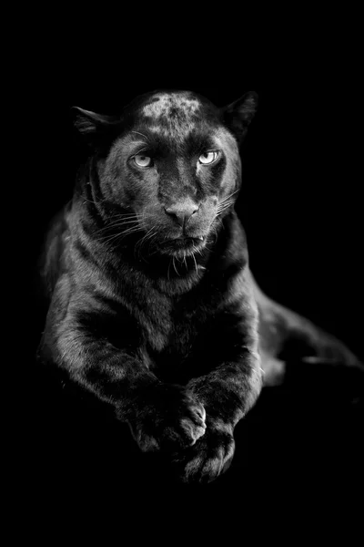 Svart leopard på mørk bakgrunn – stockfoto